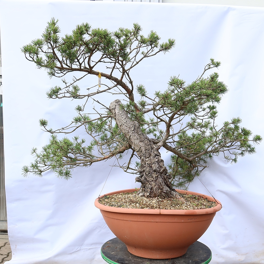 Pinus sylvestris Španělsko - borovice lesní
