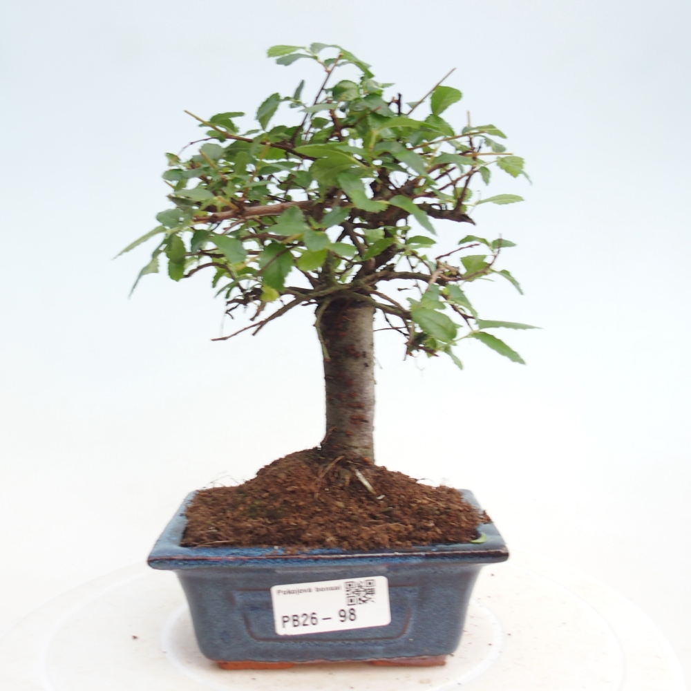 Pokojová bonsai - Ulmus parvifolia - Malolistý jilm