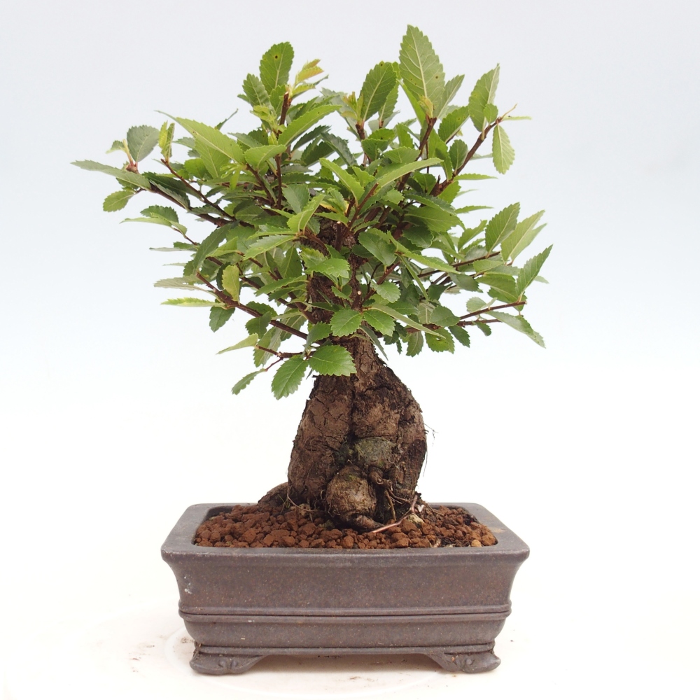 Venkovní bonsai - Zelkova - Zelkova NIRE