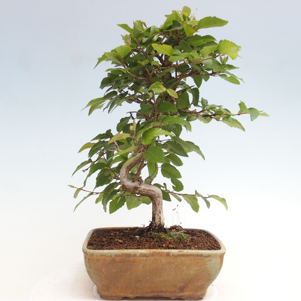 Venkovní bonsai -Carpinus CARPINOIDES - Habr korejský