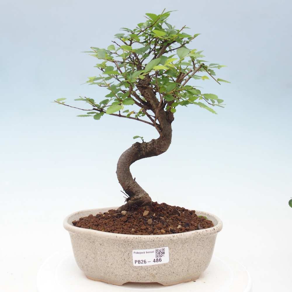 Pokojová bonsai - Ulmus parvifolia - Malolistý jilm