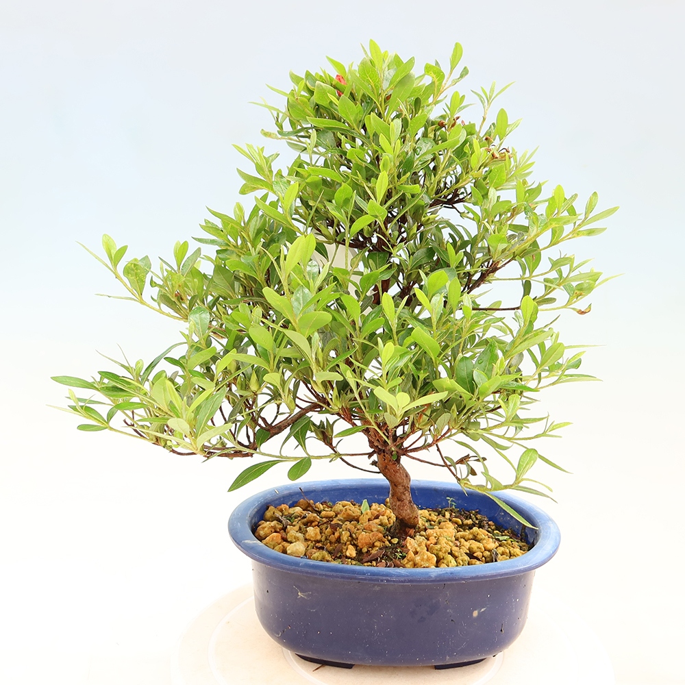 Venkovní bonsai - Japonská azalka - Azalea Matsunami