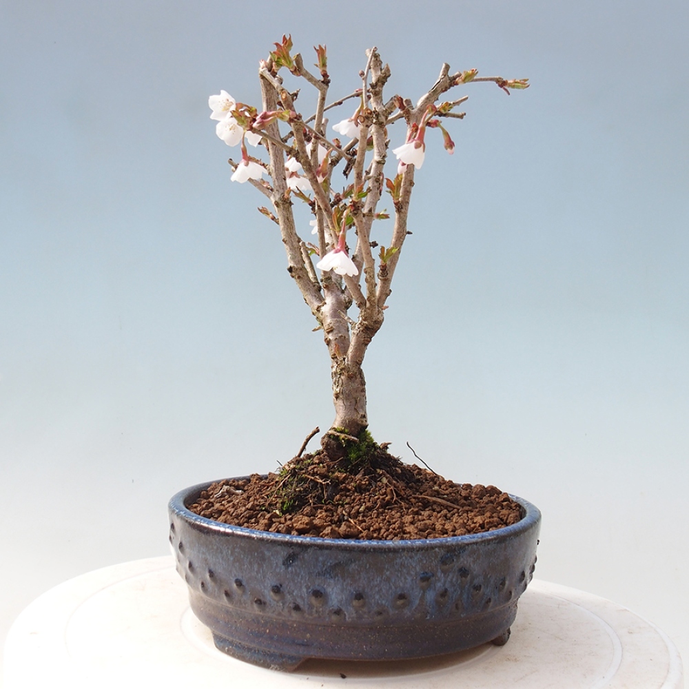 Venkovní bonsai - Prunus incisa Kojou-no mai-Slivoň vyříznutá