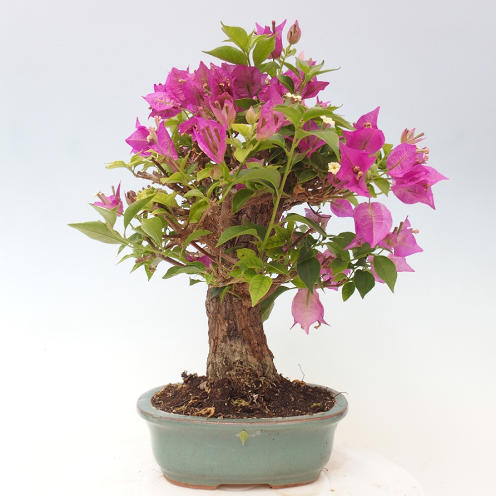 Pokojová bonsai - Bouganwilea