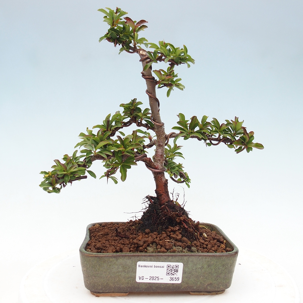Venkovní bonsai-Pyracanta Teton -Hlohyně