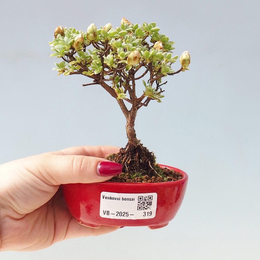 Venkovní bonsai - Rhododendron indicum - Japonská azalka