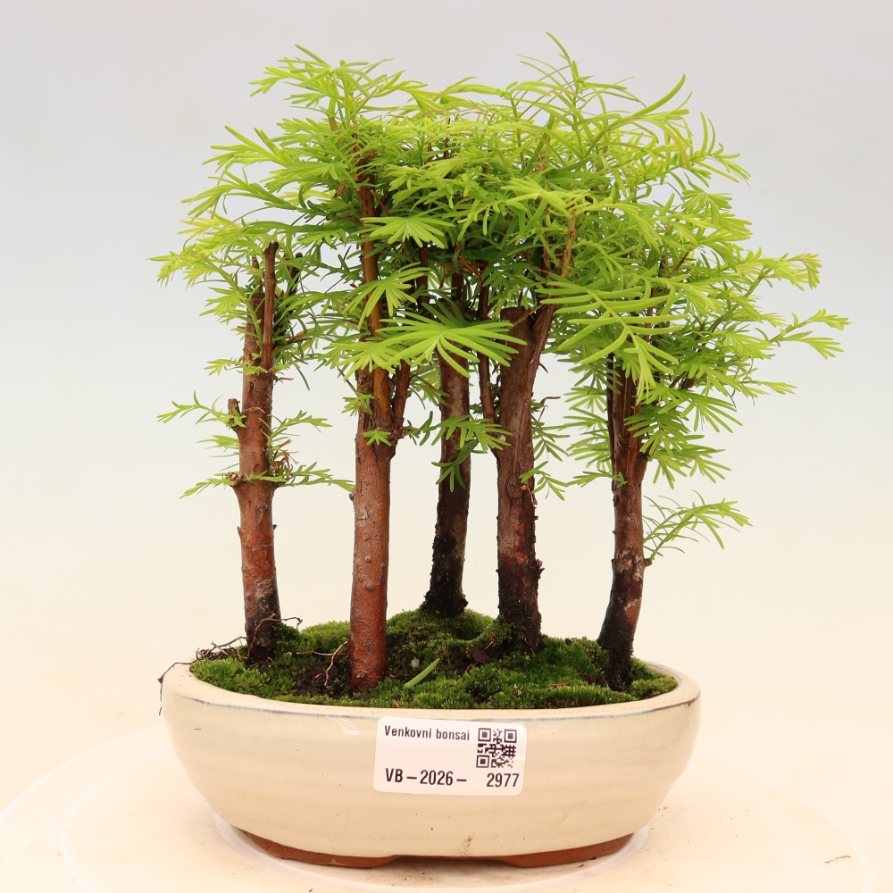 Venkovní bonsai - Metasequoia glyptostroboides - Metasekvoje čínská - lesík