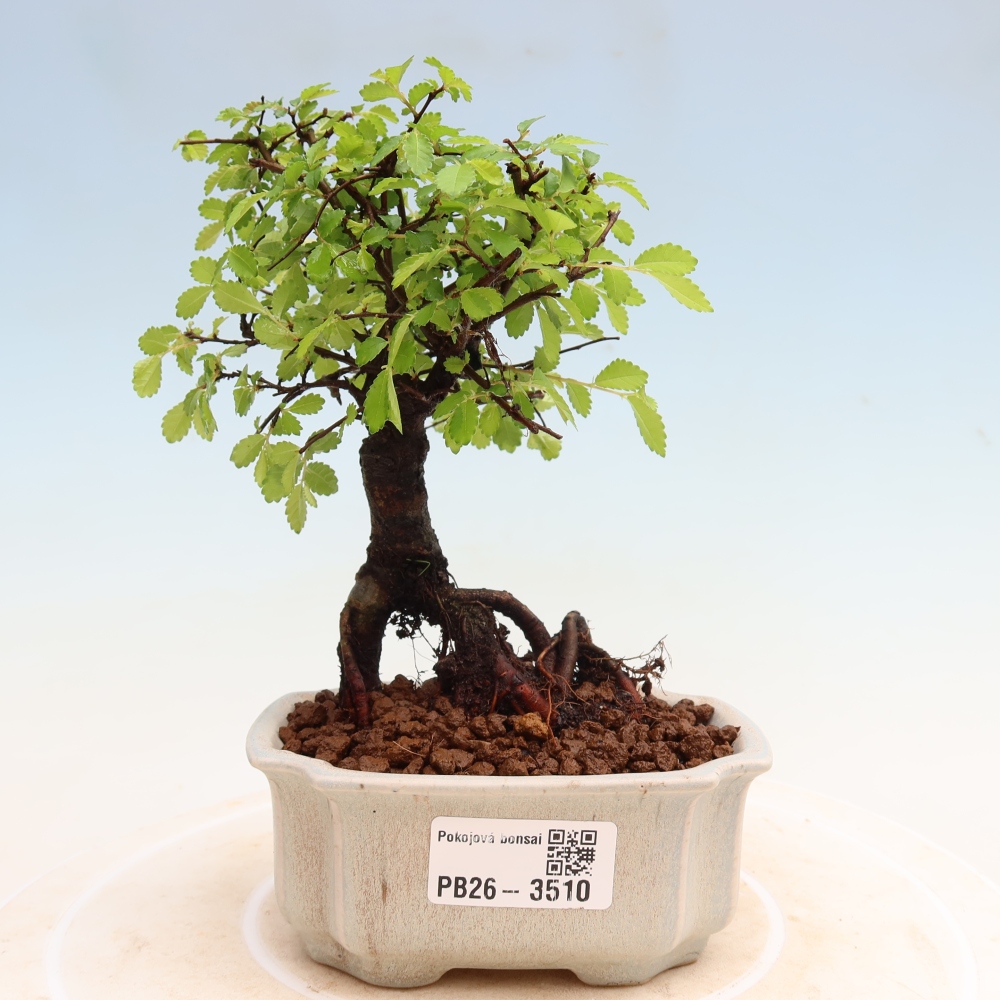 Pokojová bonsai - Ulmus parvifolia - Malolistý jilm