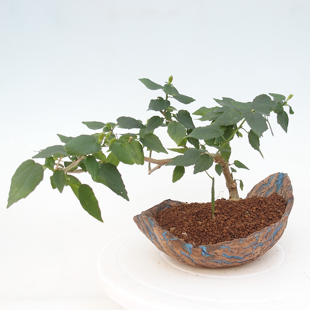 Pokojová bonsai - Malvaviscus arboreus - ibiškovec dřevnatý