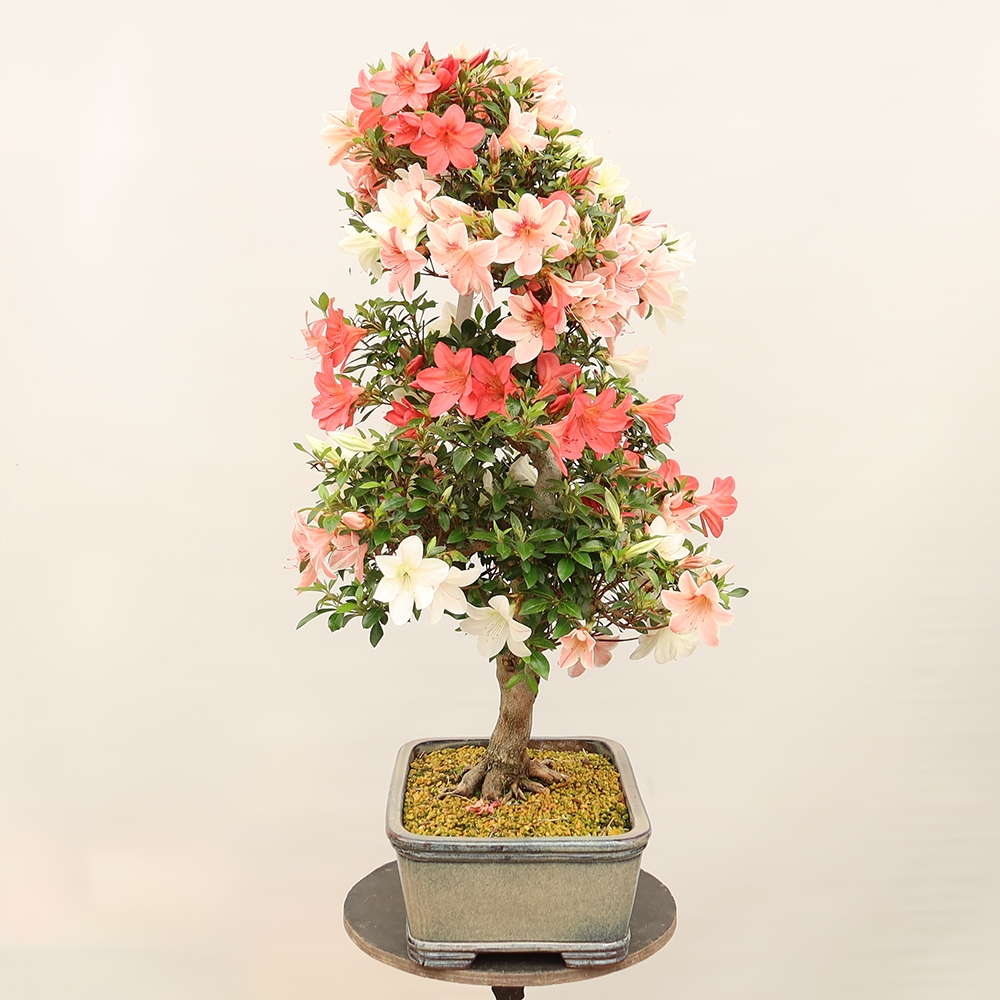 Venkovní bonsai - Japonská azalka - Azalea Saishun