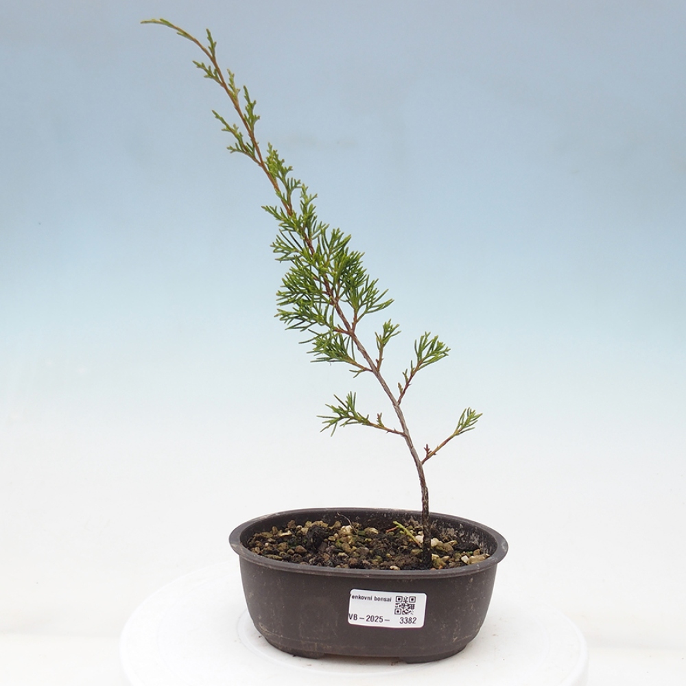 Venkovní bonsai - Juniperus chinensis Itoigawa -Jalovec čínský