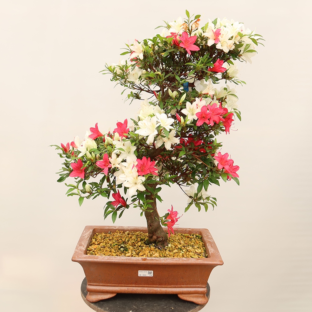 Venkovní bonsai - Japonská azalka - Azalea Chihiro