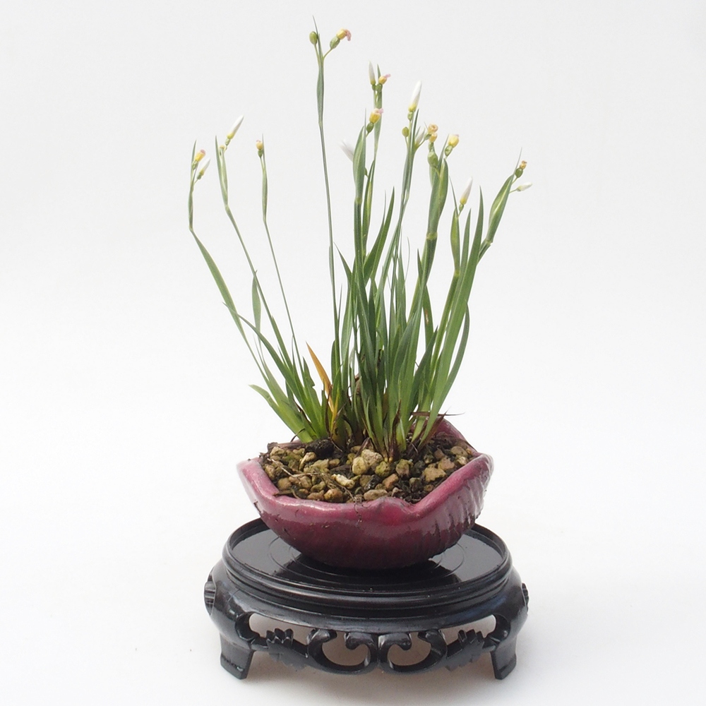 Bonsai stolek plastový kulatý 11 x 11 x 3,5 cm, barva černá