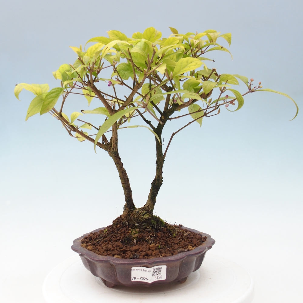 Venkovní bonsai - krásnoplodka - Callicarpa japonica
