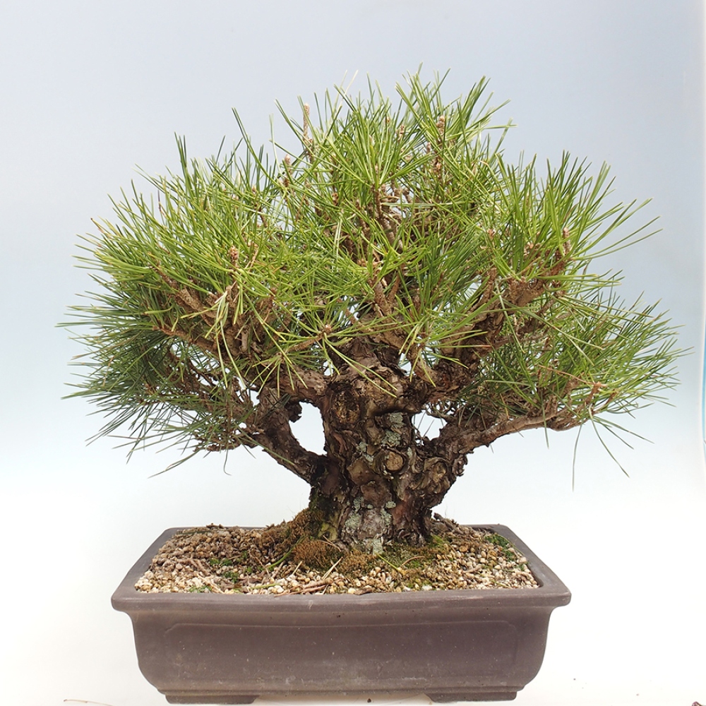 Venkovní bonsai - Pinus thunbergii - Borovice thunbergova