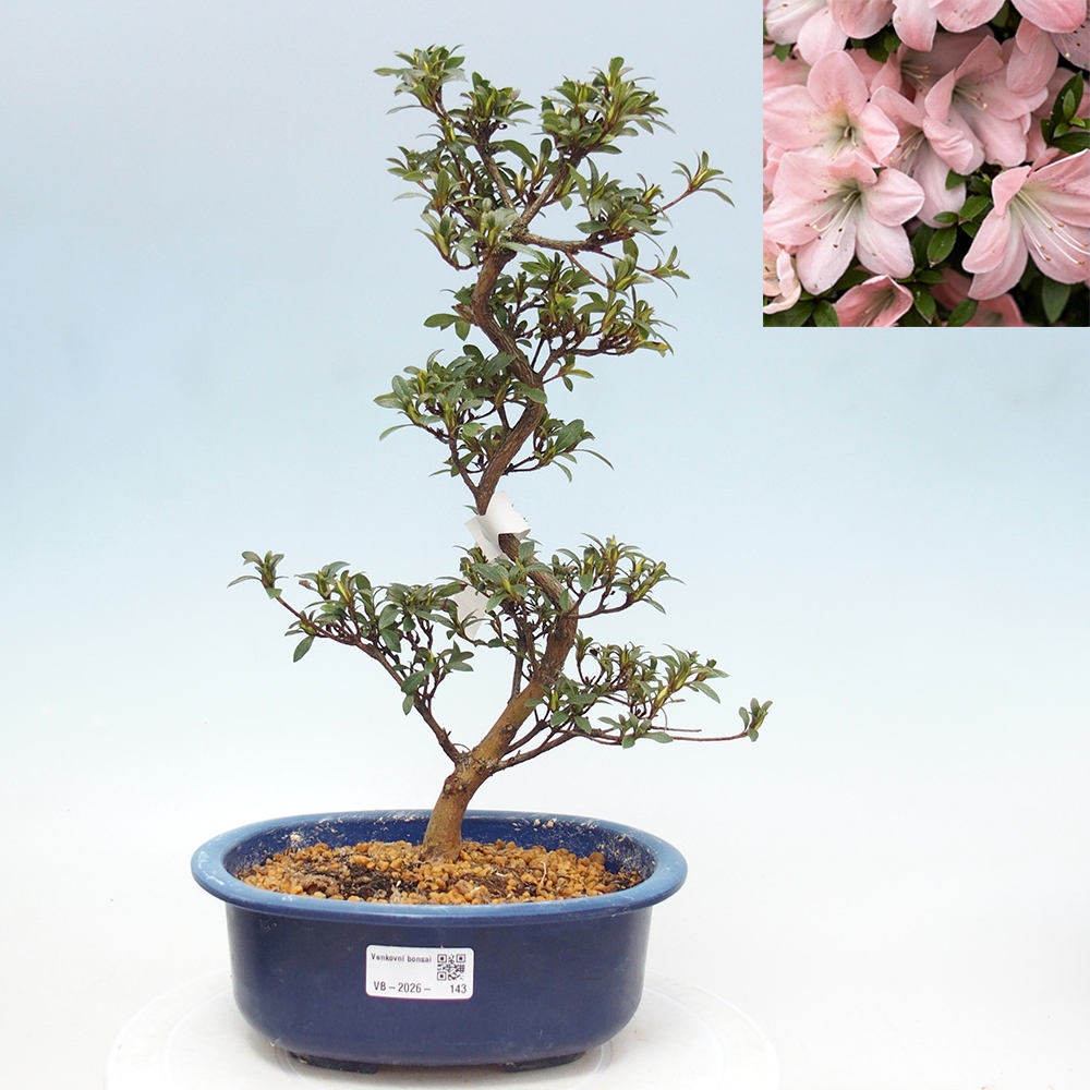 Venkovní bonsai - Japonská azalka - Azalea Jukokan