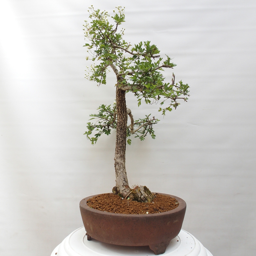 Venkovní bonsai - Hloh - Crataegus monogyna