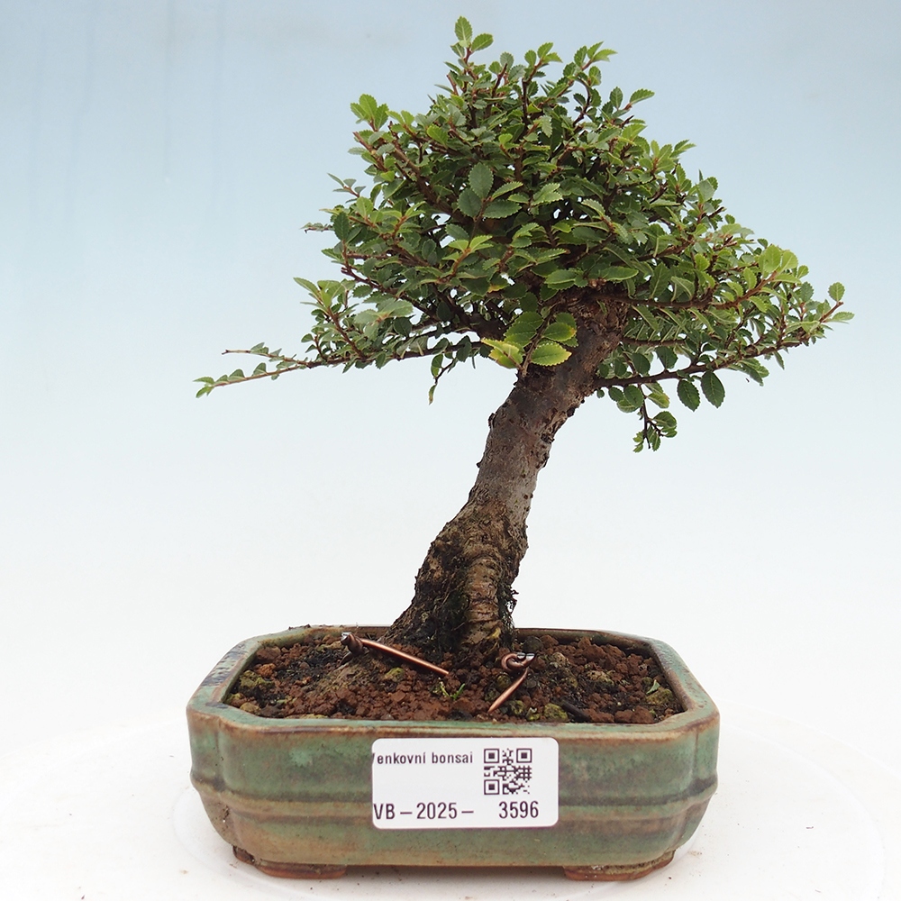 Venkovní bonsai - Ulmus parvifolia Hokkaido - jilm Čínský
