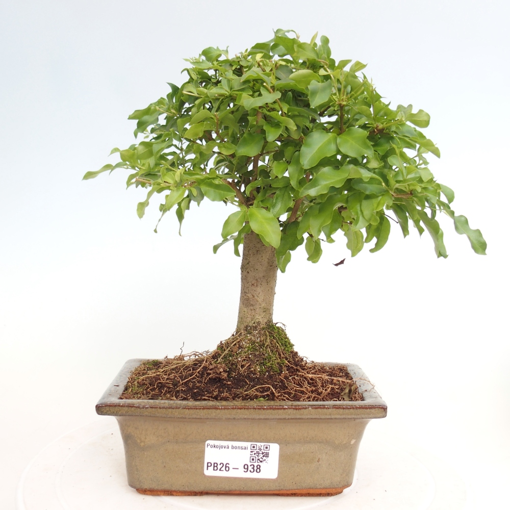 Pokojová bonsai -Ligustrum chinensis - Ptačí zob