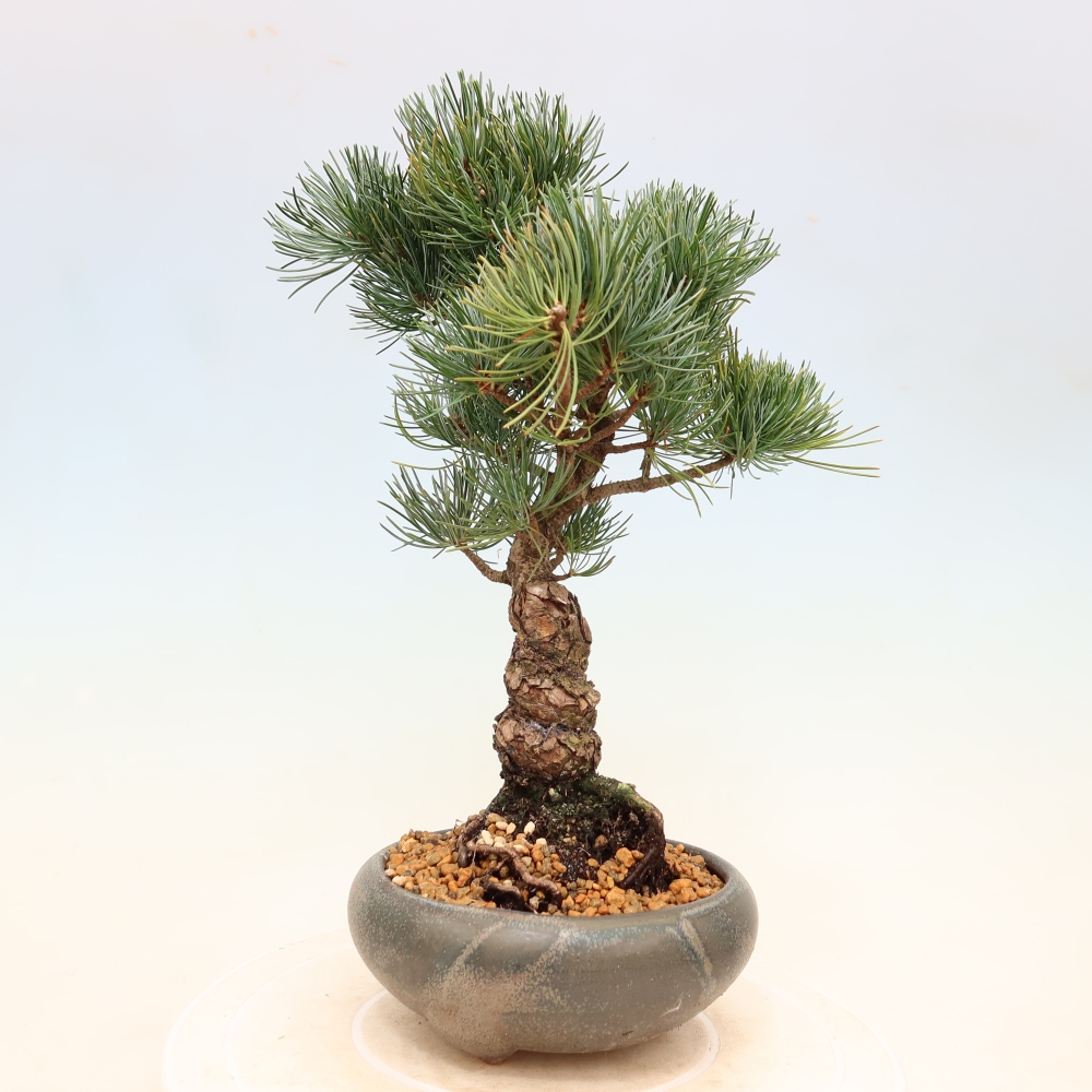 Venkovní bonsai - Pinus parviflora - Borovice drobnokvětá