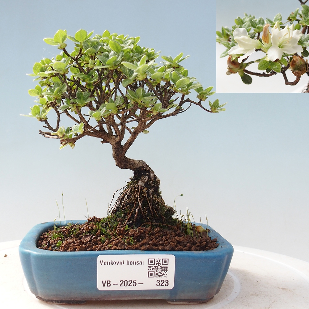 Venkovní bonsai - Rhododendron indicum - Japonská azalka