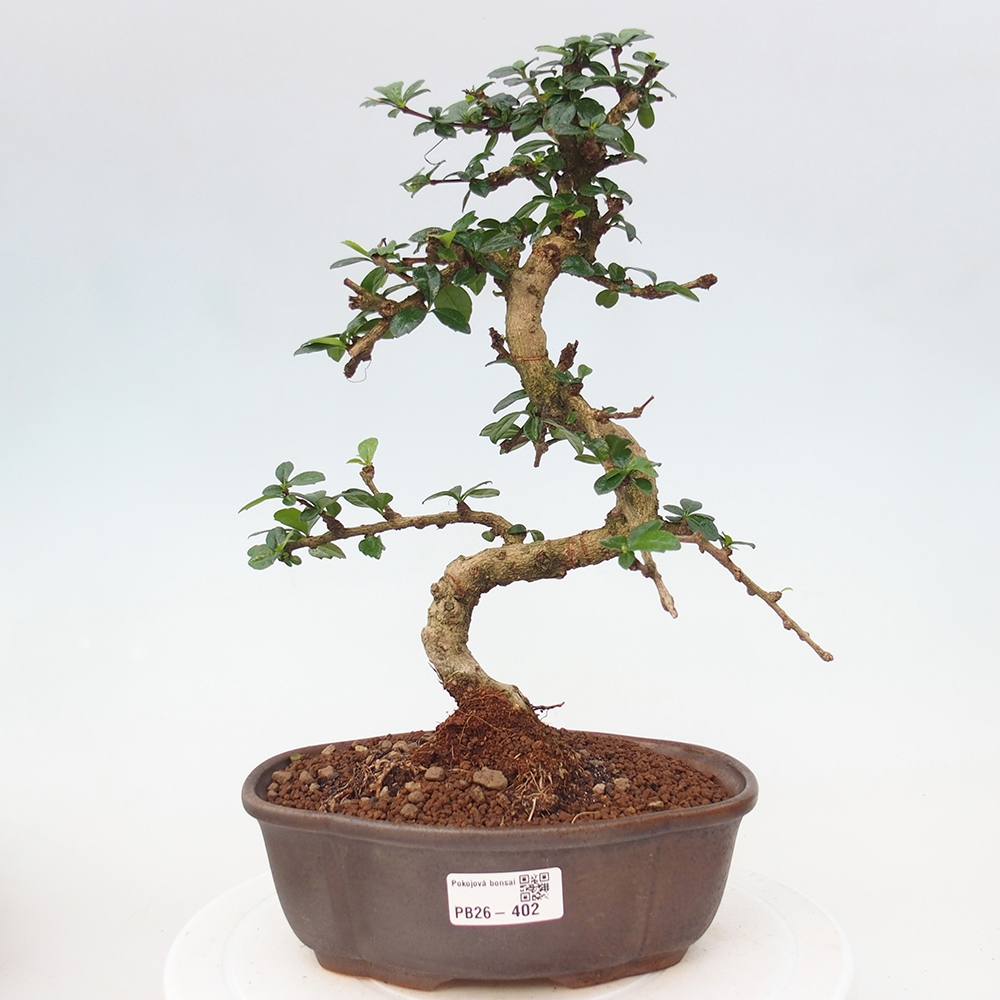 Pokojová bonsai - Carmona macrophylla - Čaj fuki