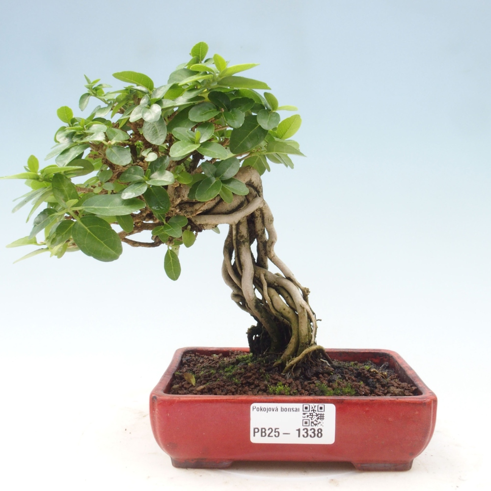 Pokojová bonsai - Premna serratifolia  - Kozlovoň malolistá