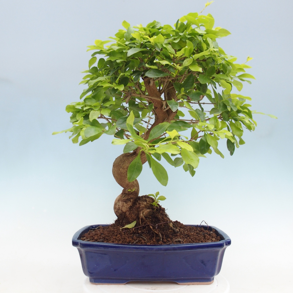 Pokojová bonsai - Duranta erecta Aurea