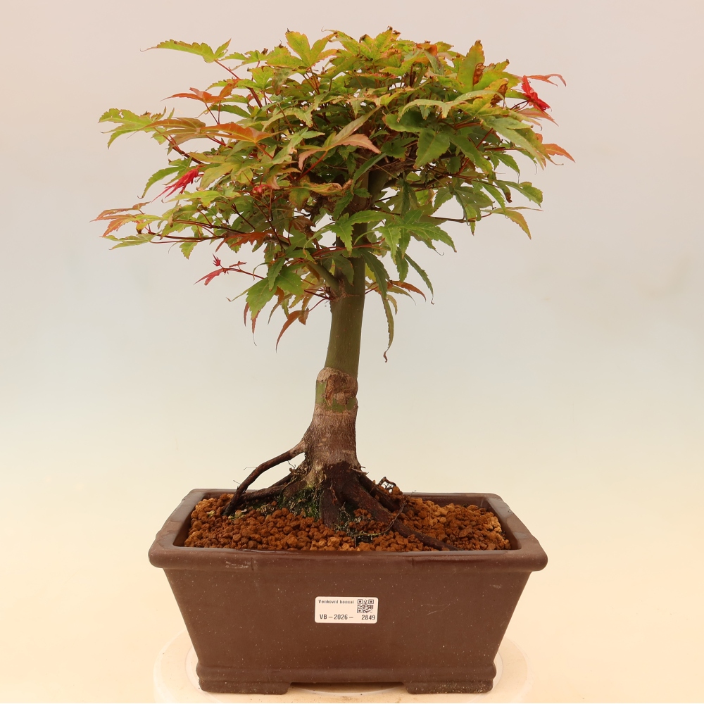 Javor dlanitolistý - Acer palmatum Beni Tsukasa