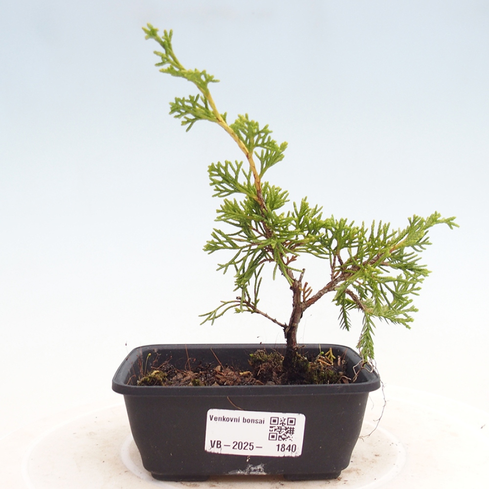 Venkovní bonsai - Juniperus chinensis Itoigawa -Jalovec čínský
