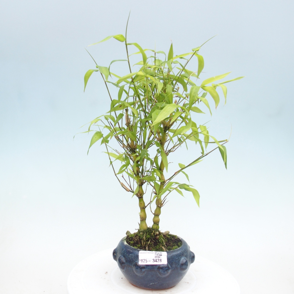 Pokojová bonsai - Bambus budha-Bambus budhovo břicho