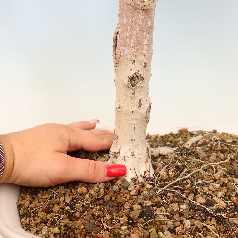 Pokojová bonsai - Hibiscus tiliaceus - Ibišek lípovitý, morský