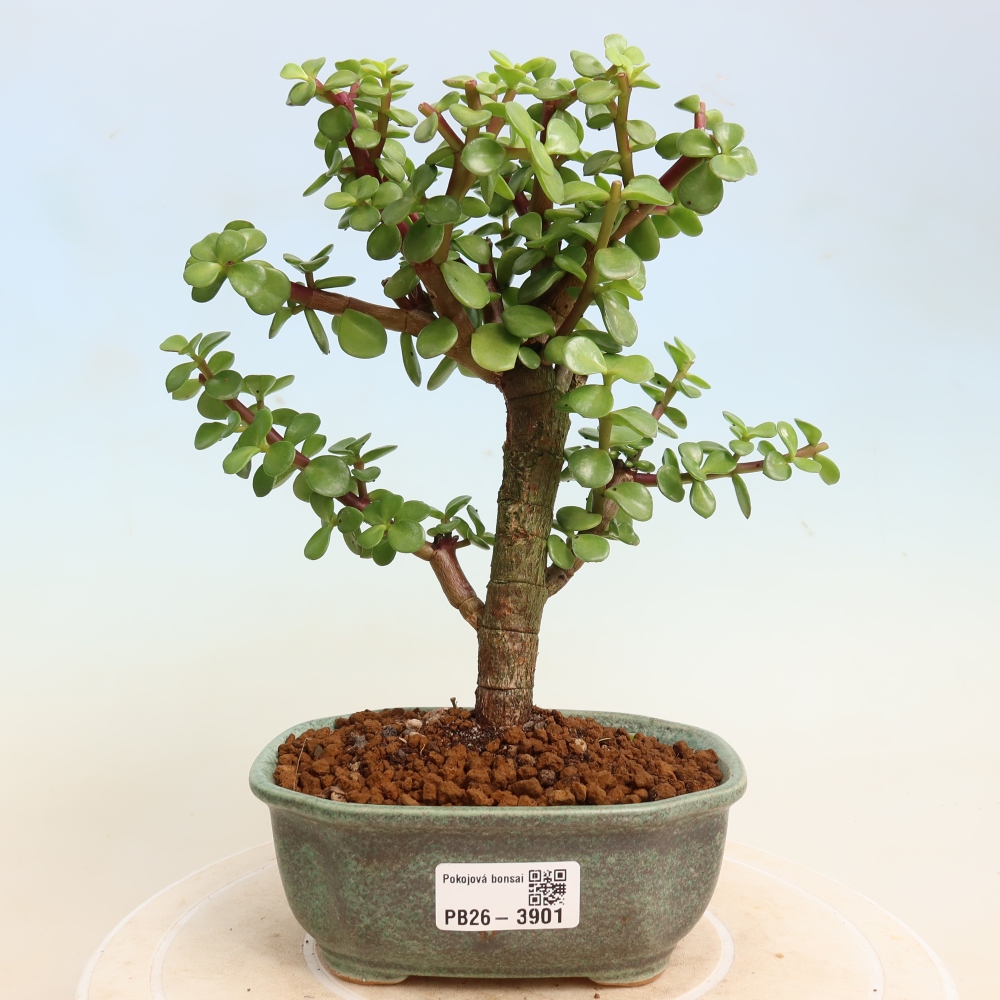 Pokojová bonsai - Portulakaria Afra - Tlustice
