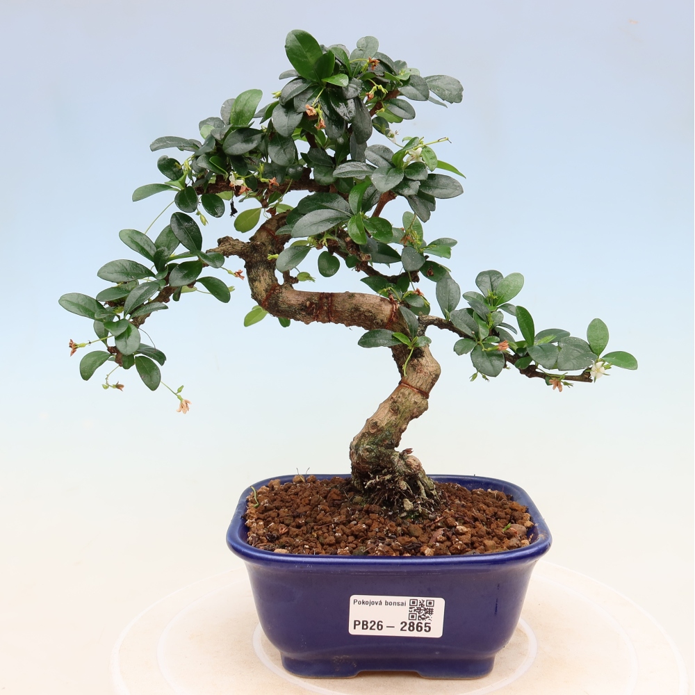 Pokojová bonsai - Carmona macrophylla - Čaj fuki