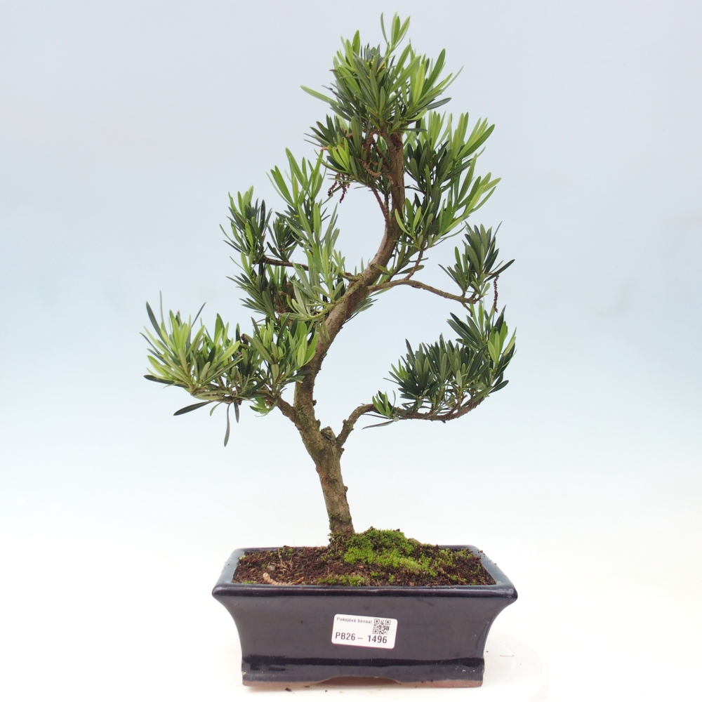 Pokojová bonsai - Podocarpus - Kamenný tis