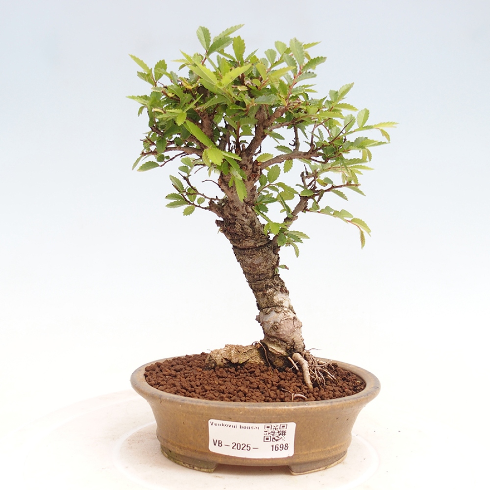 Venkovní bonsai - Zelkova - Zelkova NIRE