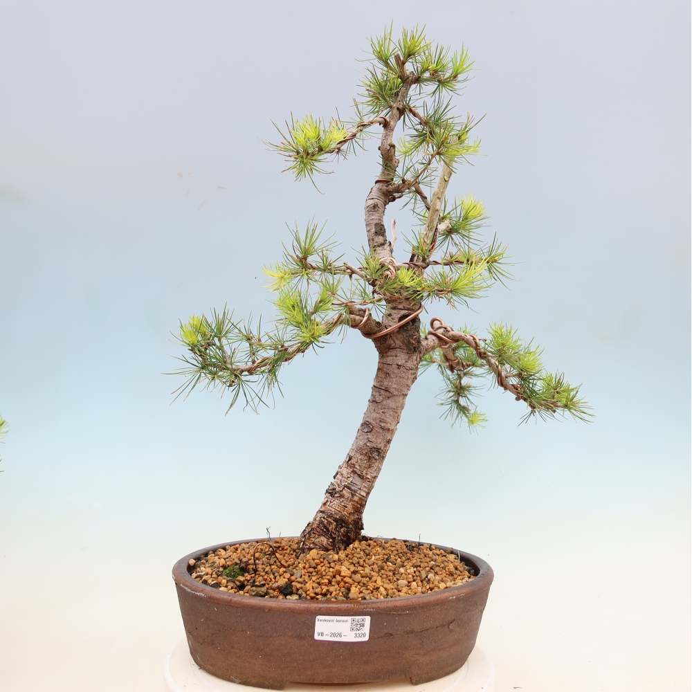 Venkovní bonsai -Larix decidua - Modřín opadavý 