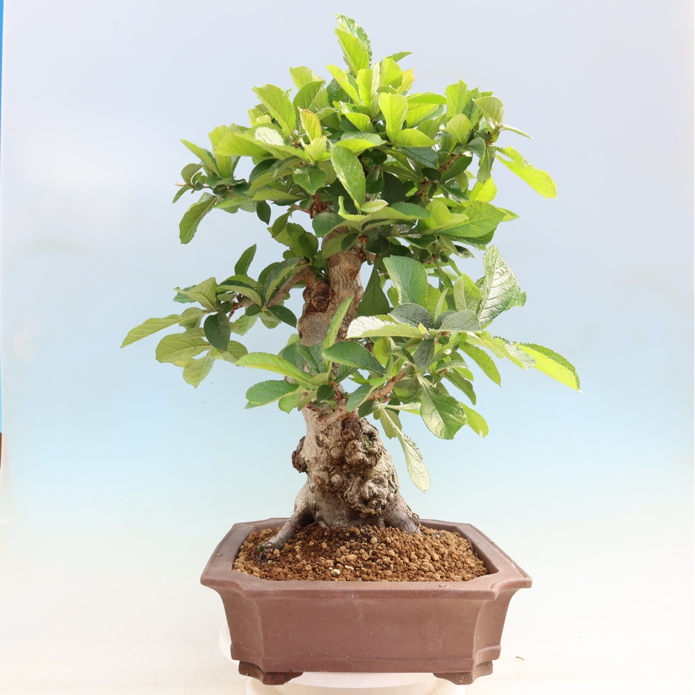 Venkovní bonsai - Blýskalka chlupatá - Photinia villosa