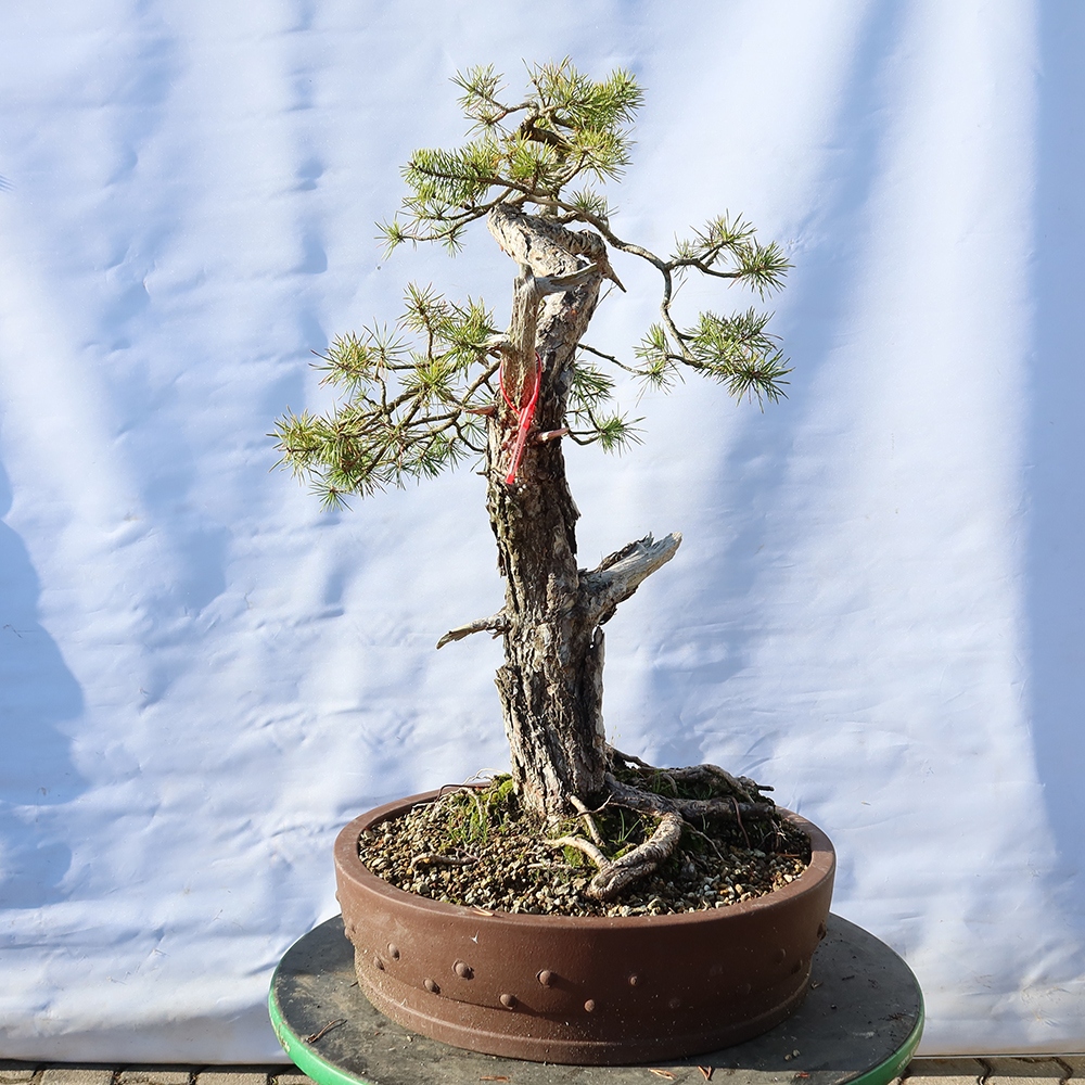 Pinus sylvestris Španělsko - borovice lesní