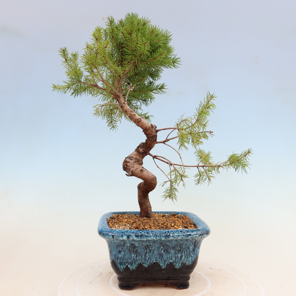 Venkovní bonsai- Smrk kulovitý - Picea glauca globe