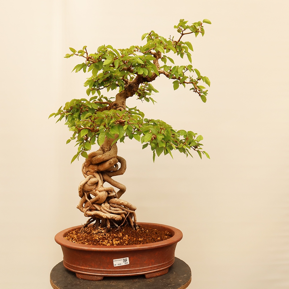 Venkovní bonsai -Carpinus Coreana - Habr korejský