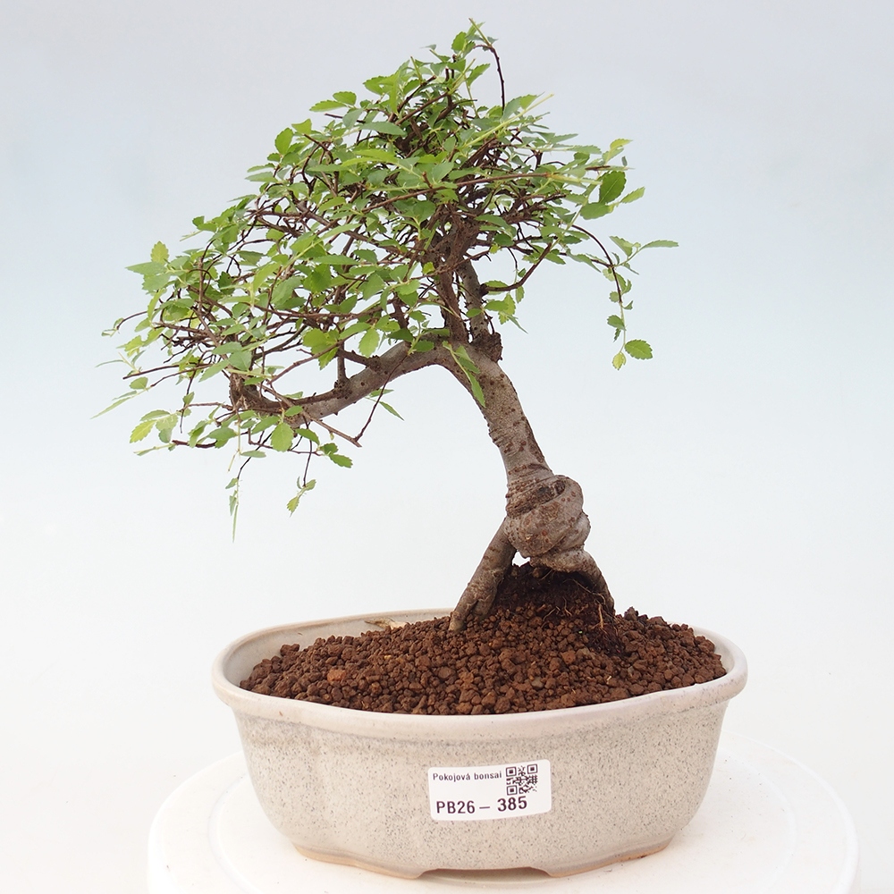 Pokojová bonsai - Ulmus parvifolia - Malolistý jilm