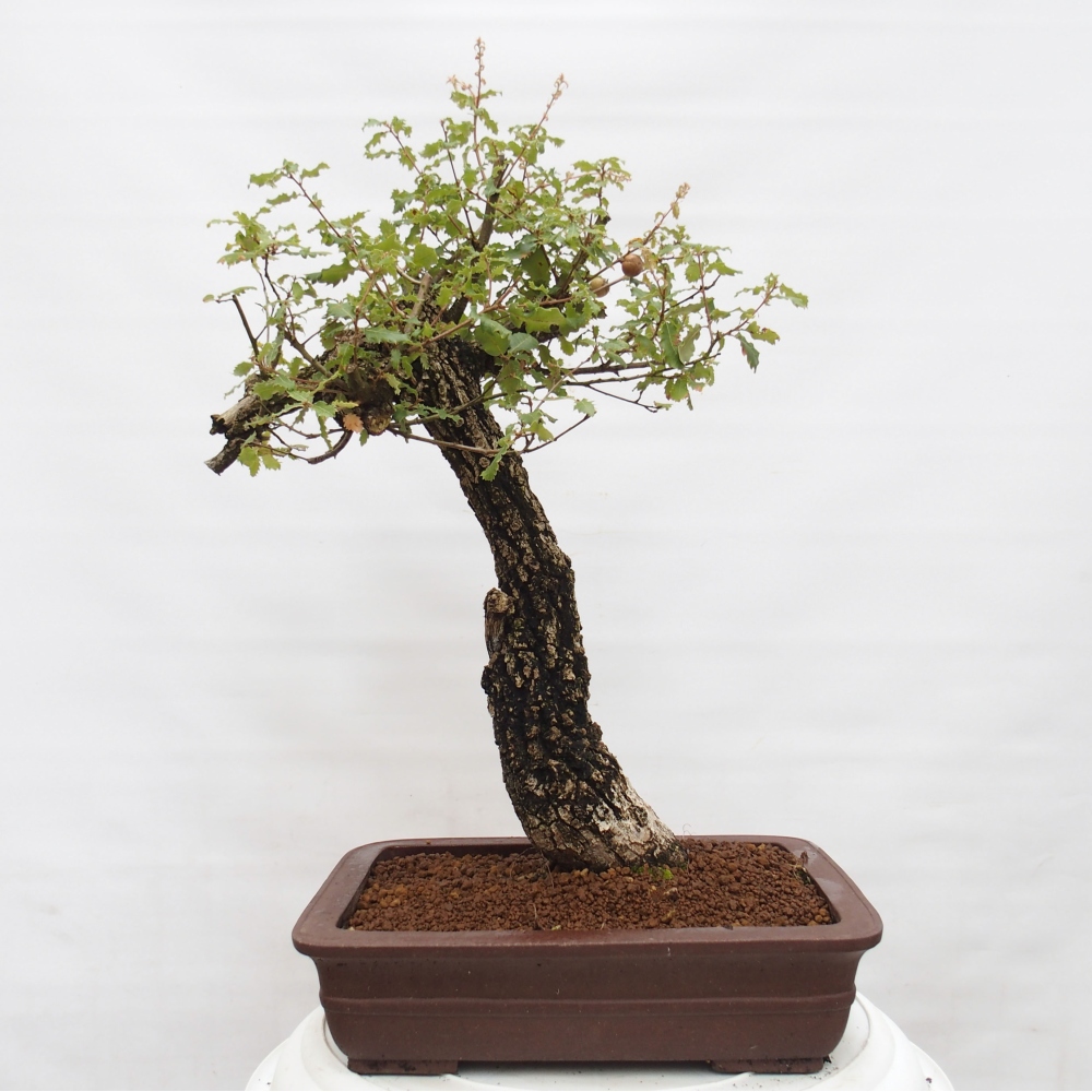 Yamadori - Quercus Ilex -Dub cesmínovitý