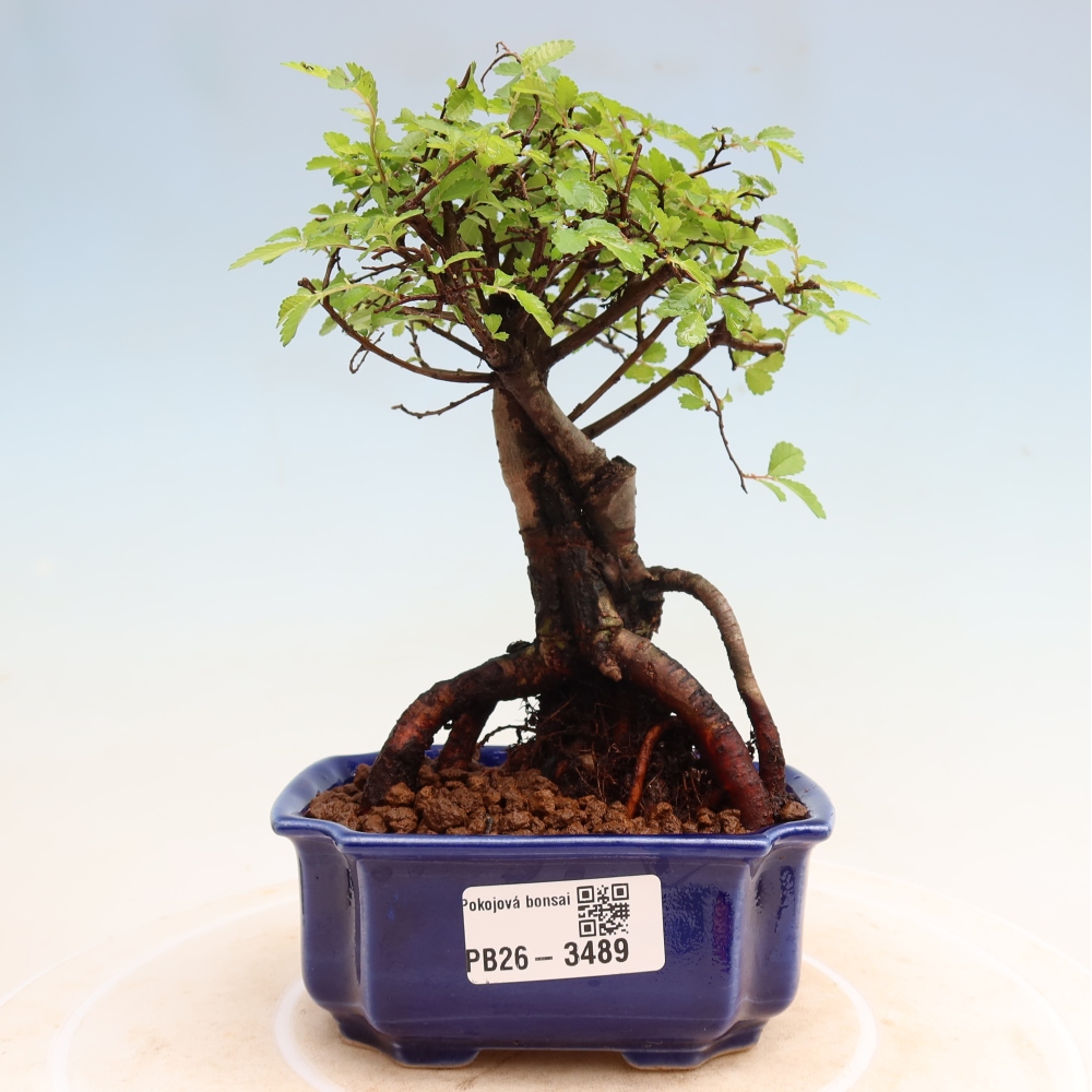 Pokojová bonsai - Ulmus parvifolia - Malolistý jilm