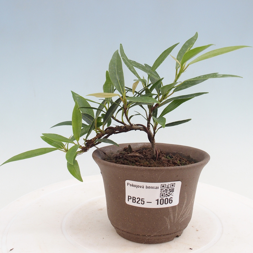 Pokojová bonsai - Ficus nerifolia -  malolistý fíkus