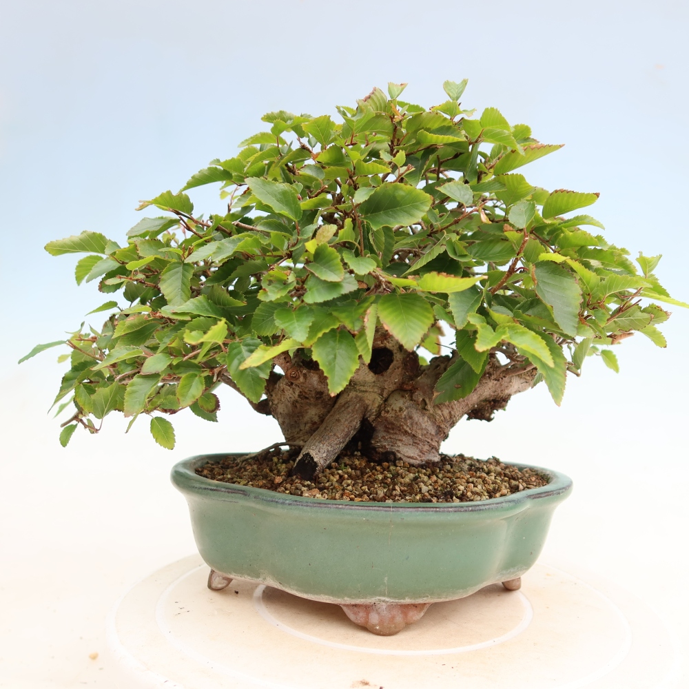 Venkovní bonsai -Carpinus Coreana - Habr korejský