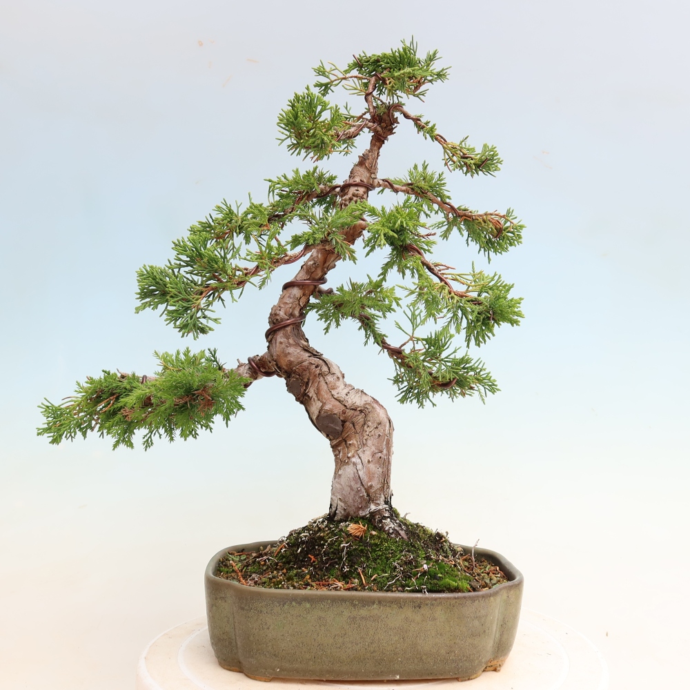 Venkovní bonsai - Juniperus chinensis Itoigawa-Jalovec čínský