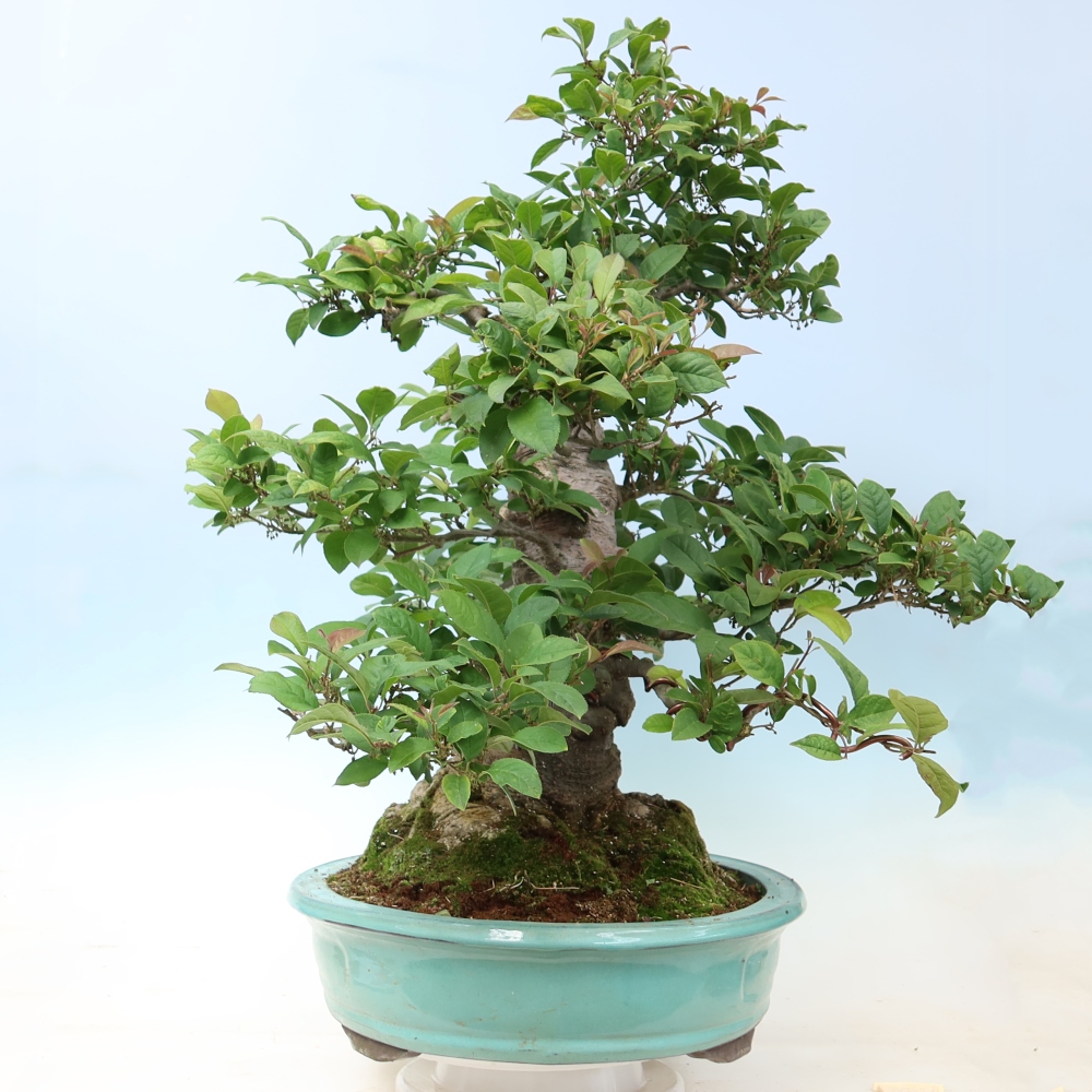 Venkovní bonsai - Ilex serrata - cesmína pilovitá