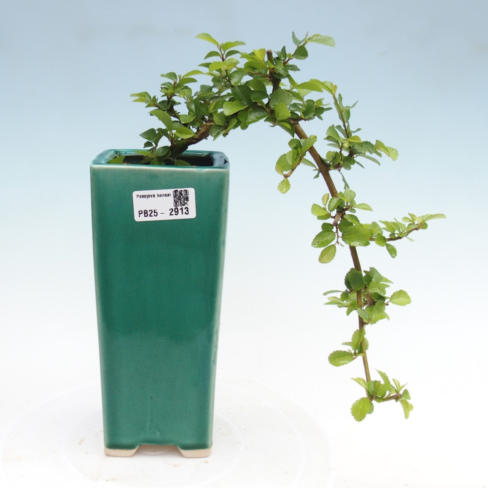Pokojová bonsai - Grewia occidentalis - Hvězdice levandulová