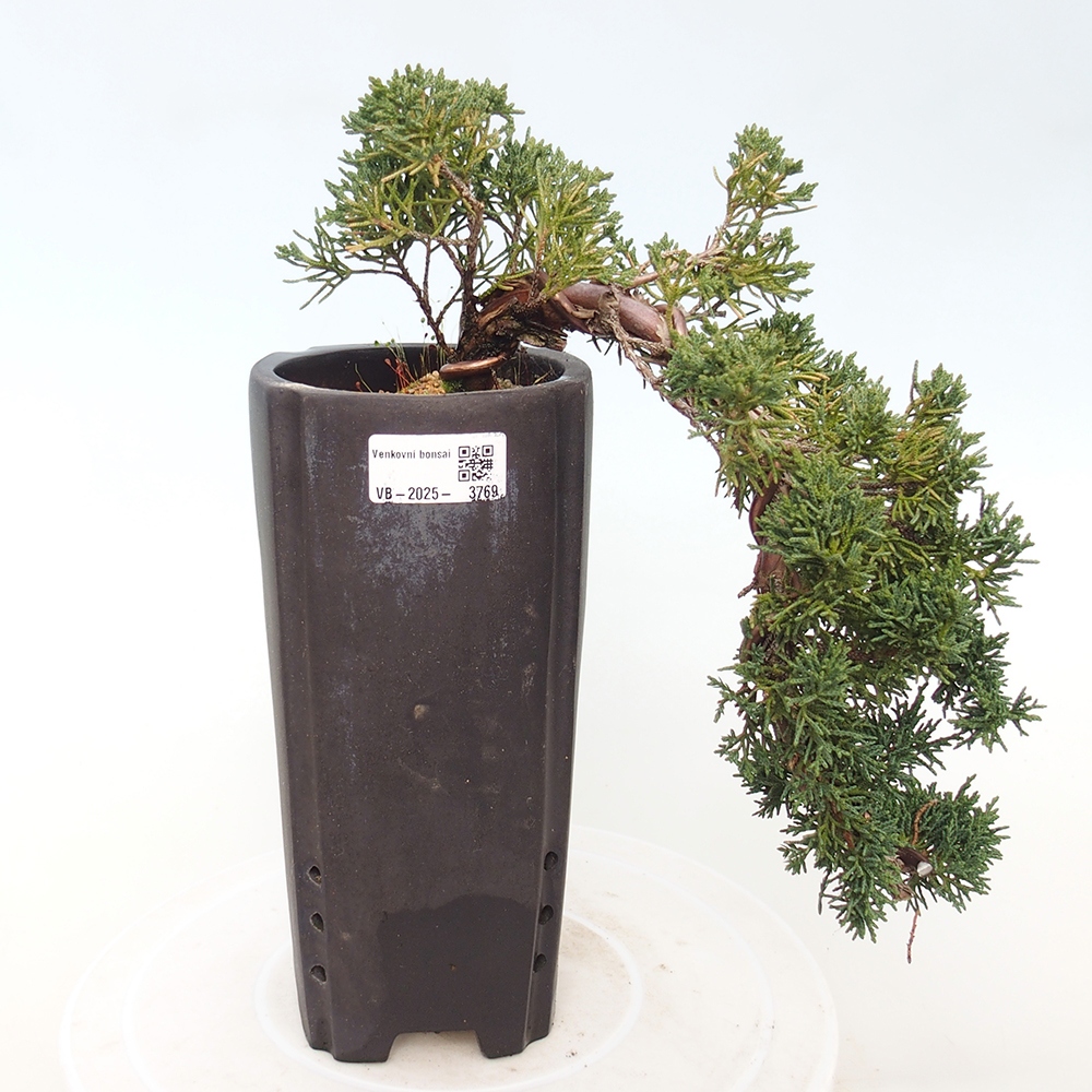 Venkovní bonsai - Juniperus chinensis Kishu -Jalovec čínský